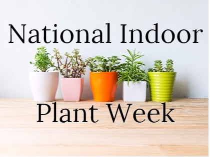 National-Indoor-Plant-Week-_-Blog-Teaser-(1).jpg
