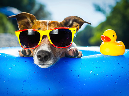 Keep your pets cool in summer