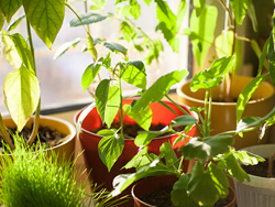indoor houseplants