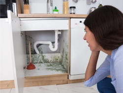 mold growth
